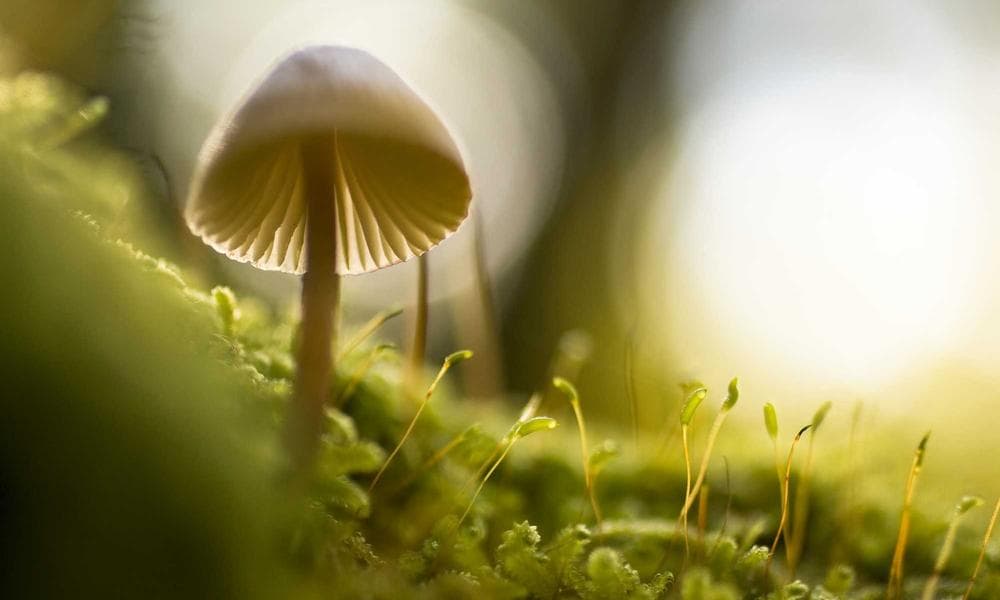 N. D. Shah Tea Heritage